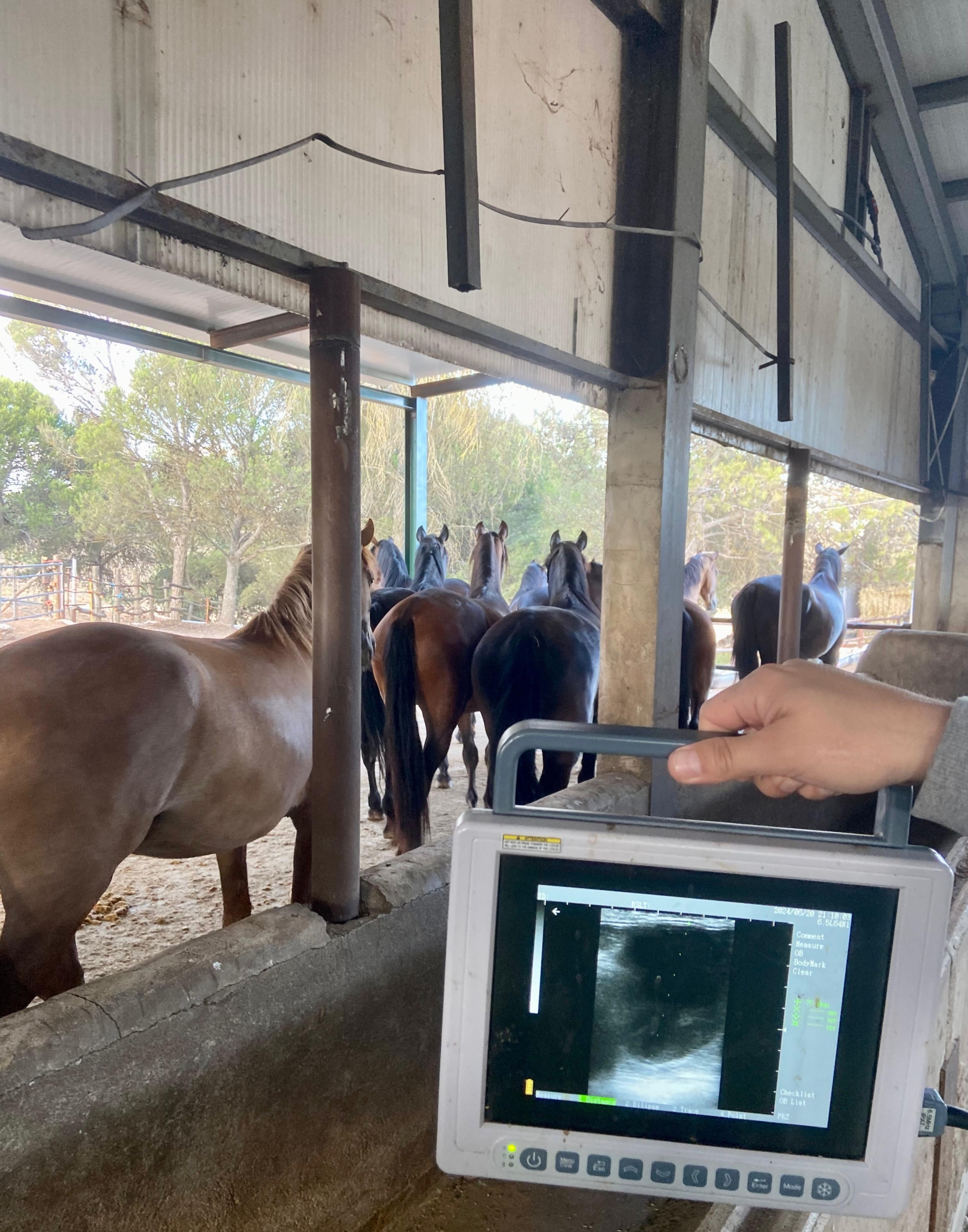 MEDICINA EQUINA